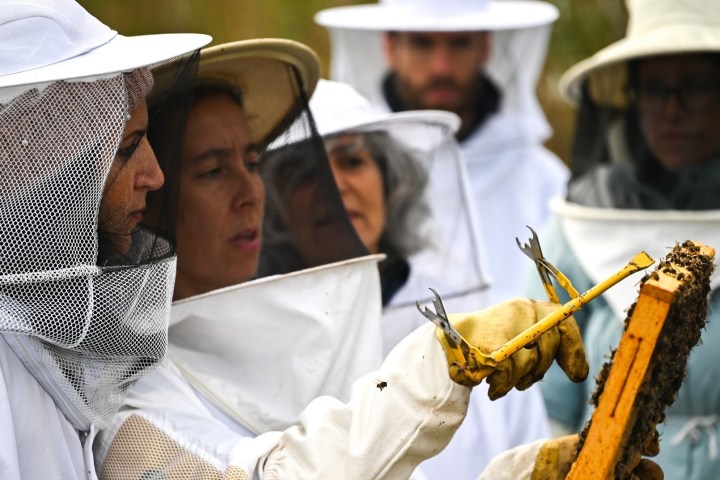 Beekeeping tour in Azores