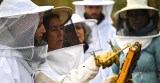 Beekeeping tour in Azores