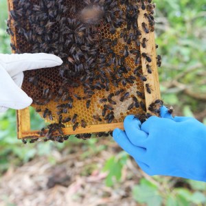 Beekeeping tour in Azores