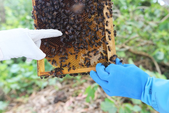 Beekeeping tour in Azores
