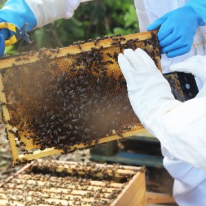 Beekeeping tour in Azores
