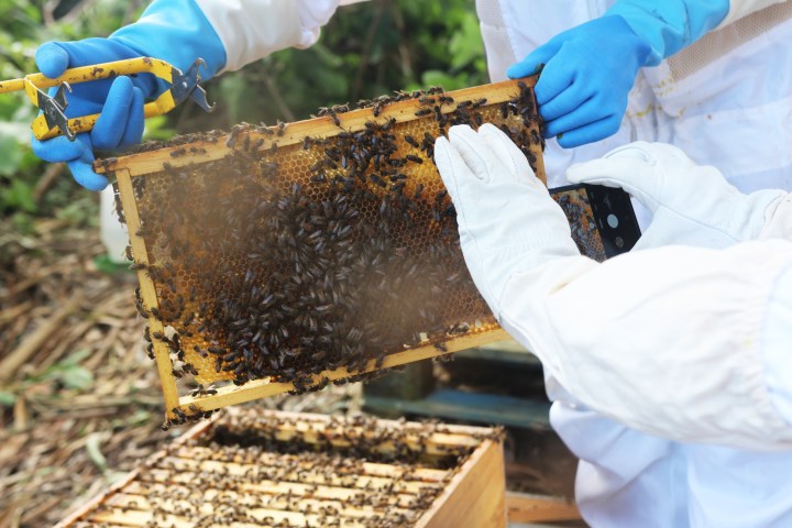 Beekeeping tour in Azores