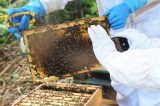 Beekeeping tour in Azores