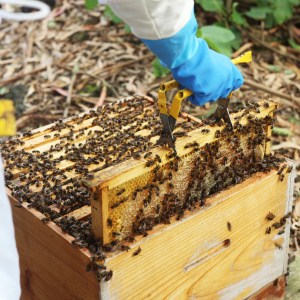 Beekeeping tour in Azores
