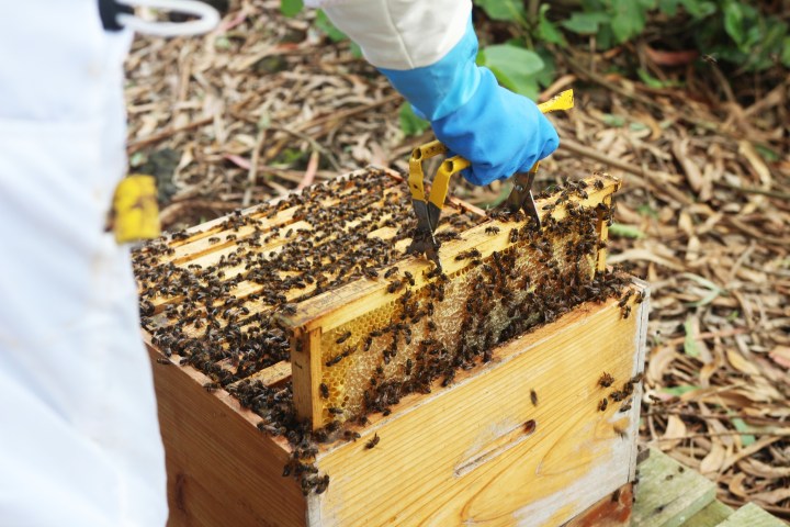 Beekeeping tour in Azores