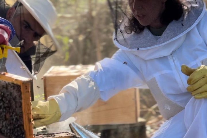Beekeeping tour in Azores