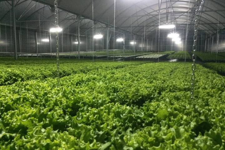 Soilless Farm Experience