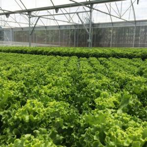 Soilless Farm Experience