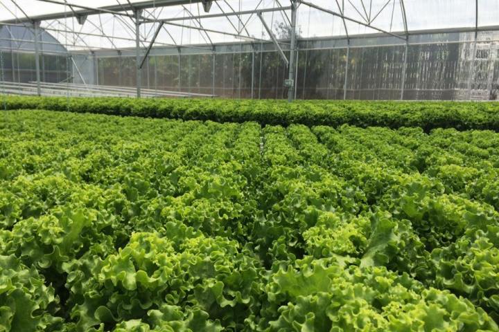 Soilless Farm Experience