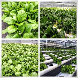 Soilless Farm Experience