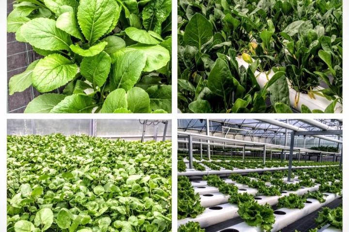 Soilless Farm Experience