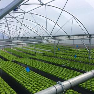 Soilless Farm Experience