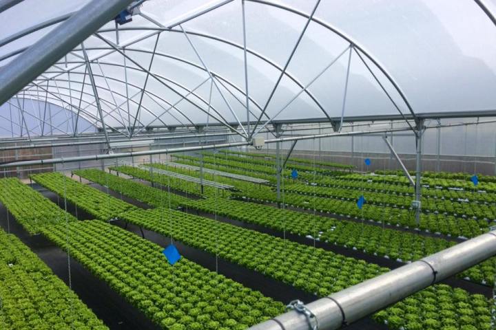 Soilless Farm Experience