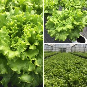 Soilless Farm Experience