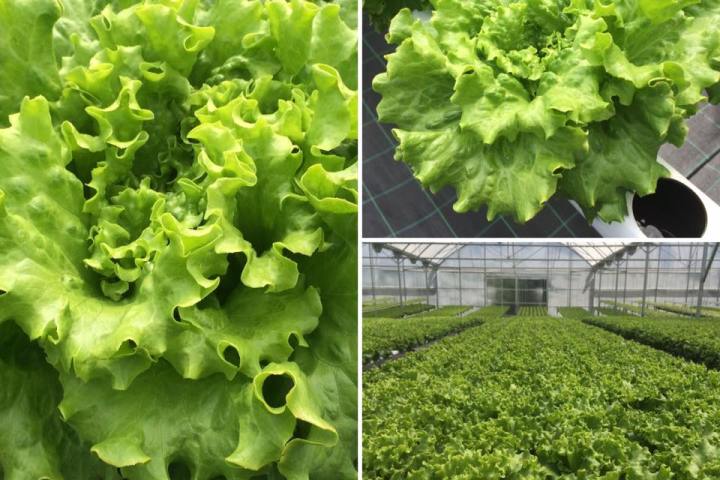 Soilless Farm Experience