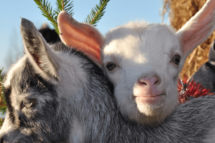 Algarve farm Tour