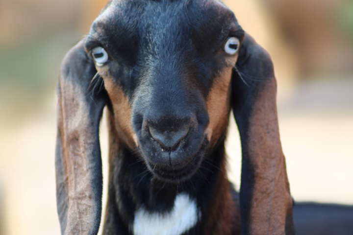 Algarve farm Tour