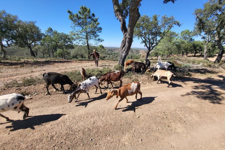 Goat tour algarve