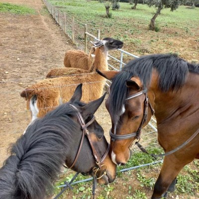 horseback riding and wine tasting tour near Lisbon Portugal