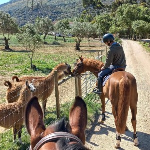 Horseback Riding tour