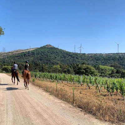 vineyard horseback riding tour near Lisbon Portugal