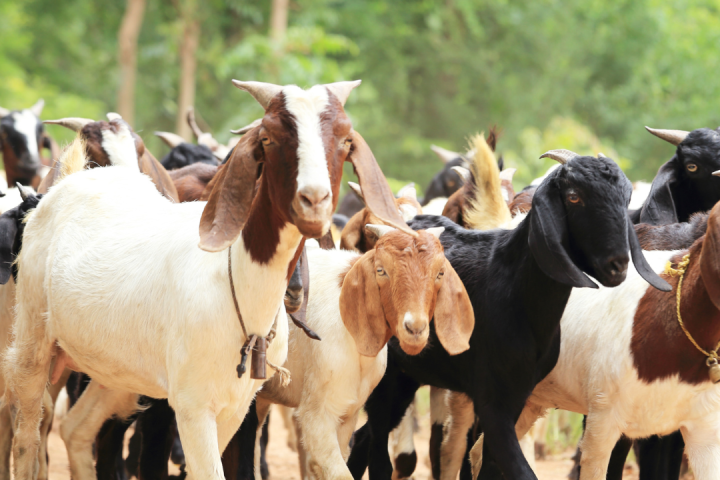 Goat Cheese Making Experience