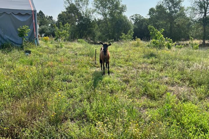 Goat Cheese Making Tour