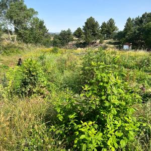 Goat Cheese Making Tour
