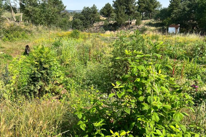 Goat Cheese Making Tour
