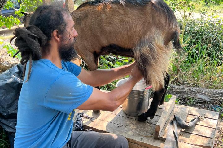 Goat Cheese Making Tour