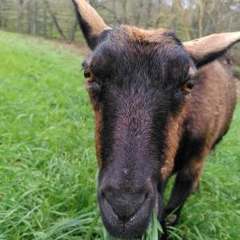 Goat Cheese Making Tour
