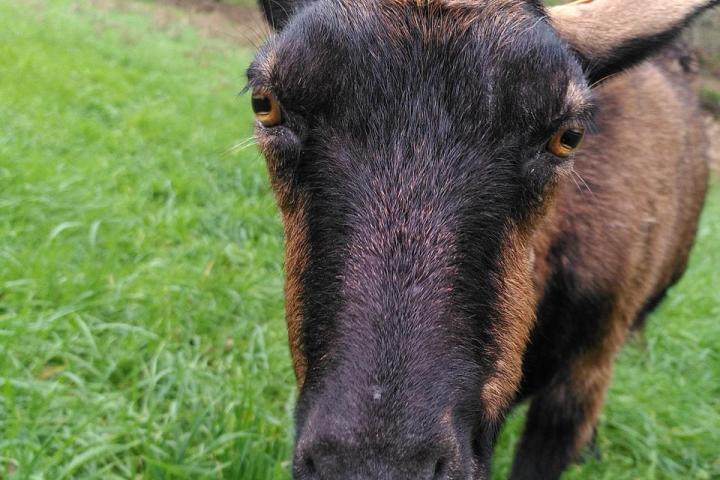 Goat Cheese Making Tour