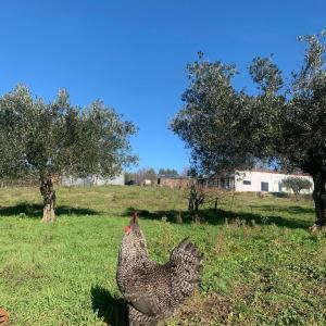 Goat Cheese Making Tour