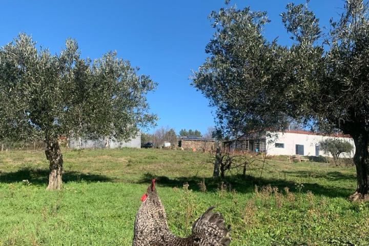 Goat Cheese Making Tour