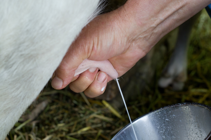 Goat Cheese Making Experience