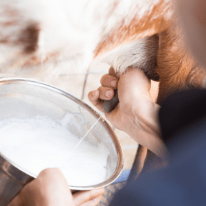 Goat Cheese Making Experience