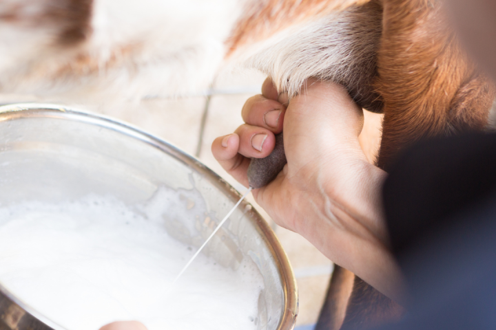 Goat Cheese Making Experience