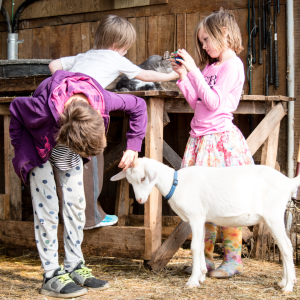 Goat Cheese Making Experience