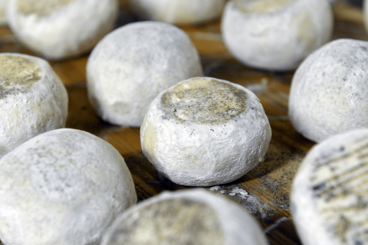 Goat Cheese Making Experience