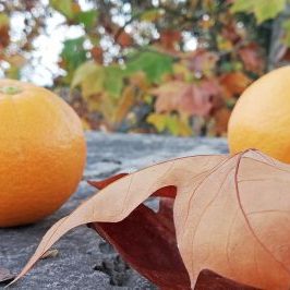 Silves Flavours Farm Tour