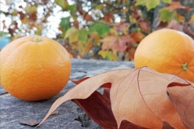 Silves Flavours Farm Tour