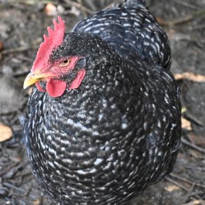 Peneda-Gerês Farm-to-Table tour