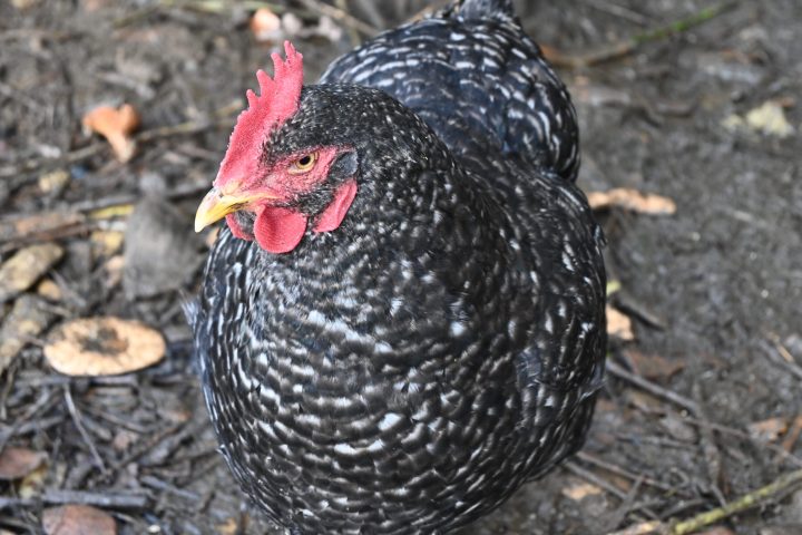 Peneda-Gerês Farm-to-Table tour