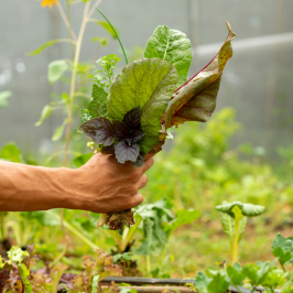 farm to table algarve tour