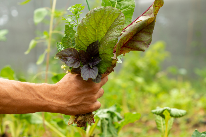 farm to table algarve tour