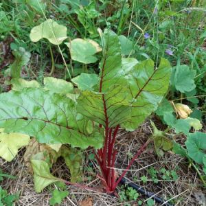 Peneda-Gerês Farm-to-Table tour