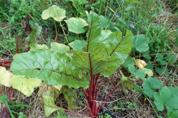 Peneda-Gerês Farm-to-Table tour