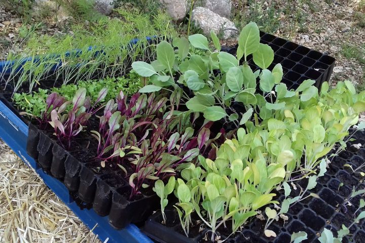 Peneda-Gerês Farm-to-Table tour