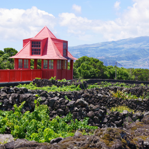 azores wine tour