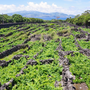azores wine tour
